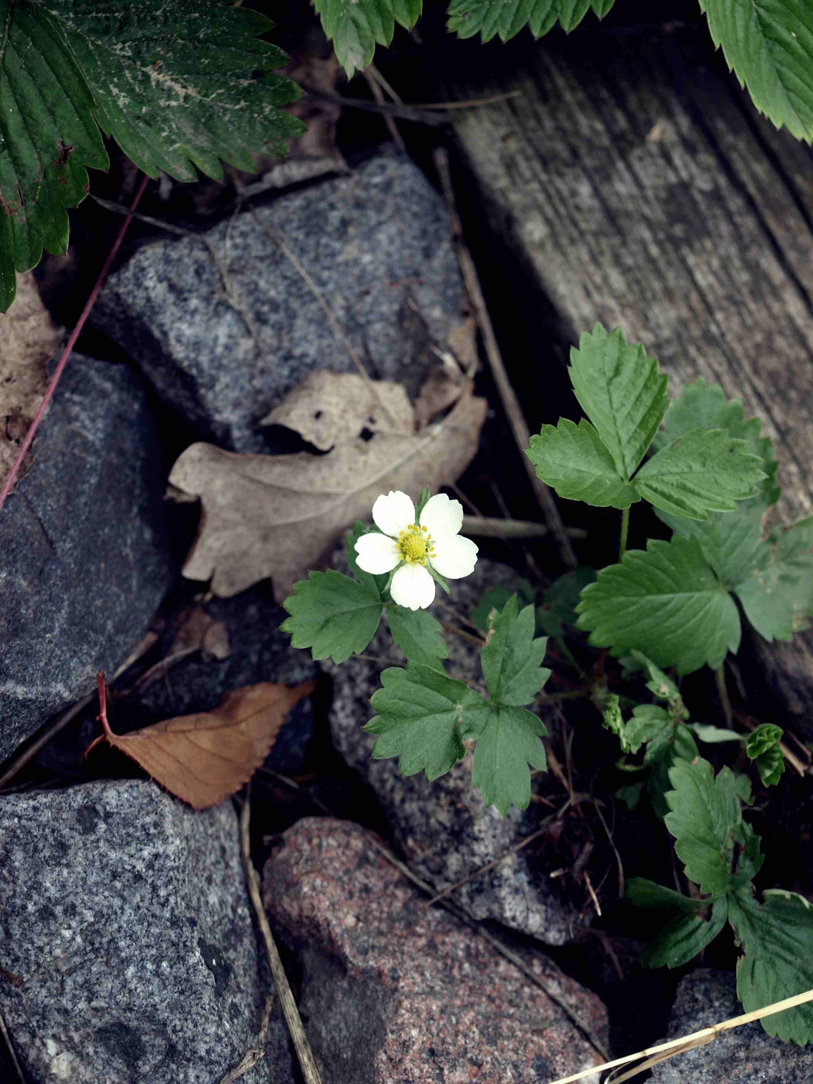 Auf dem Foto ist eine Blume zu sehen.