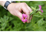 Fotografie: Eine Hand zeigt eine Gauklerblume.