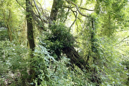 Hier kann man sich im Sommer wie im tropischen Regenwald fühlen.