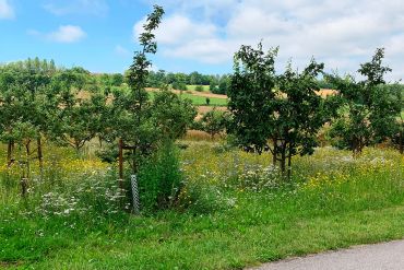 Obstbäume auf einer Wiese