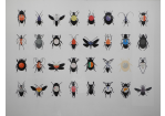 Fotografie – Nahaufnahme der aus Vinylplatten gefertigten unterschiedlichen Insekten