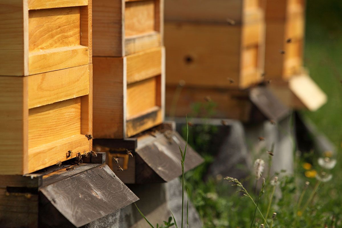 Fotografie - Bienenkästen im Donaupark