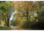 Fotografie - mit Laub bedeckter Weg im Naturschutzgebiet (C) Bilddokumentation Stadt Regensburg