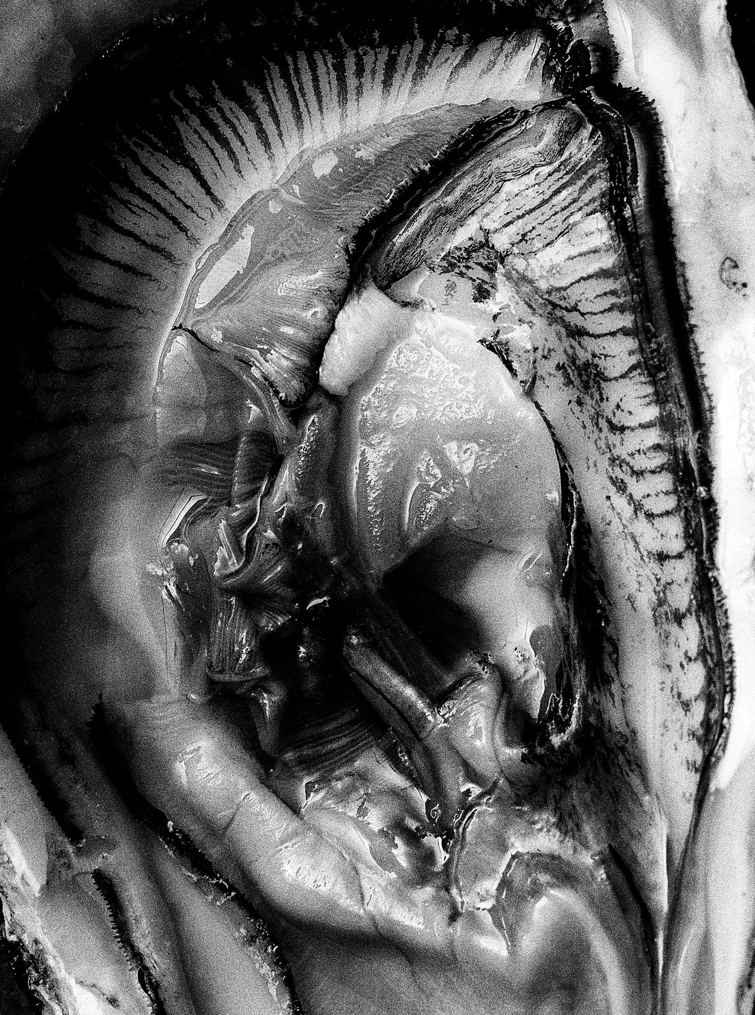 Fotografie – hermaphrodite