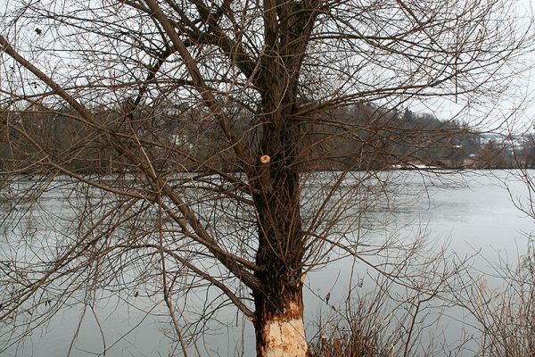 Biber - Angenagter Baum