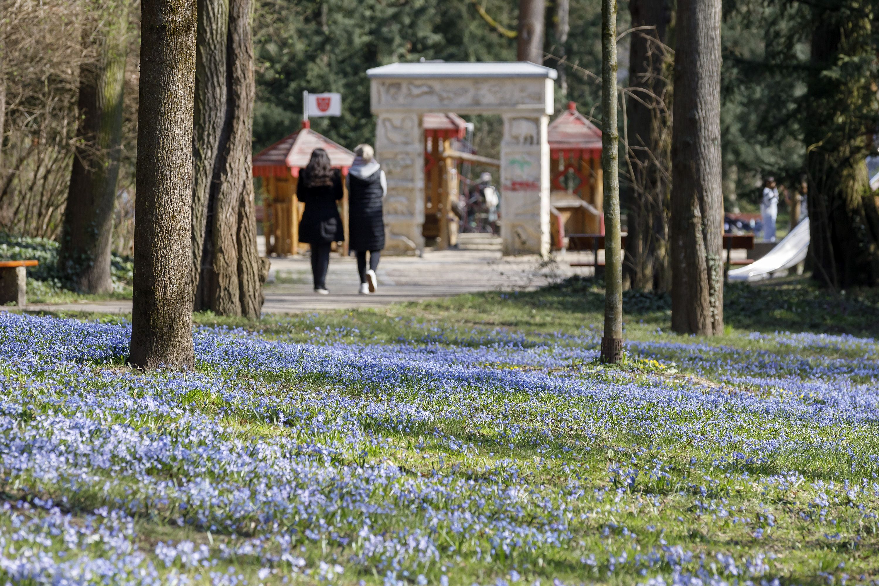 Fotografie: Blühende Wiese