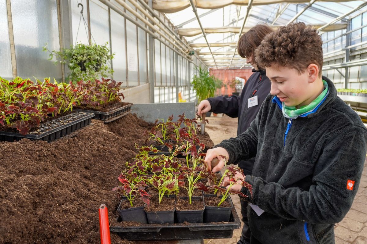 Fotografie - Zwei jüngere männliche Personen stehen an einem Pflanztisch und arbeiten mit kleinen Setzlingen